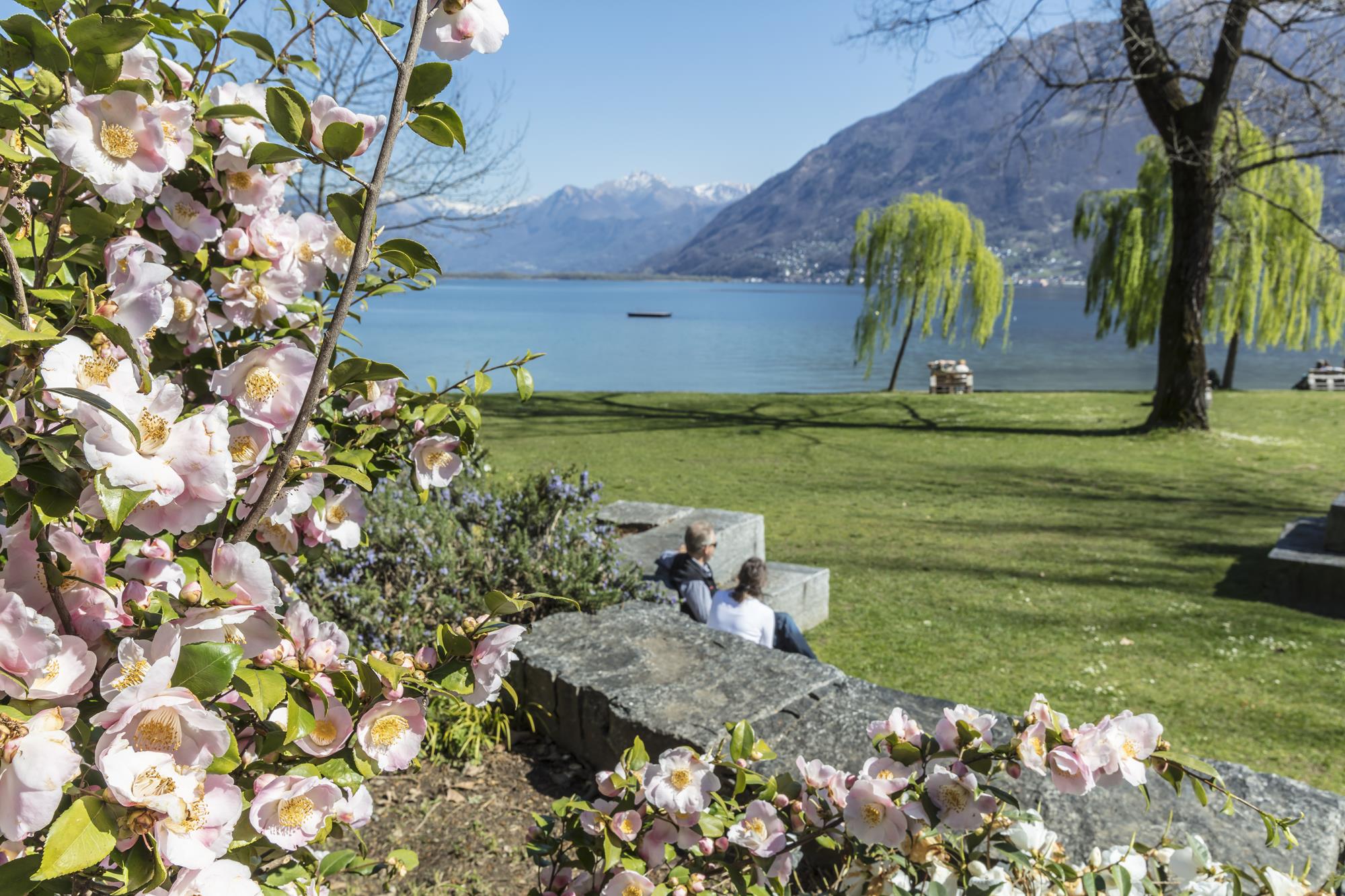 Camelie Locarno - ph. Ente Turistico Lago Maggiore (3)